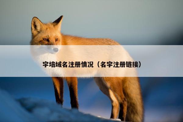 宇培域名注册情况（名宇注册链接）-第1张图片-冷动云